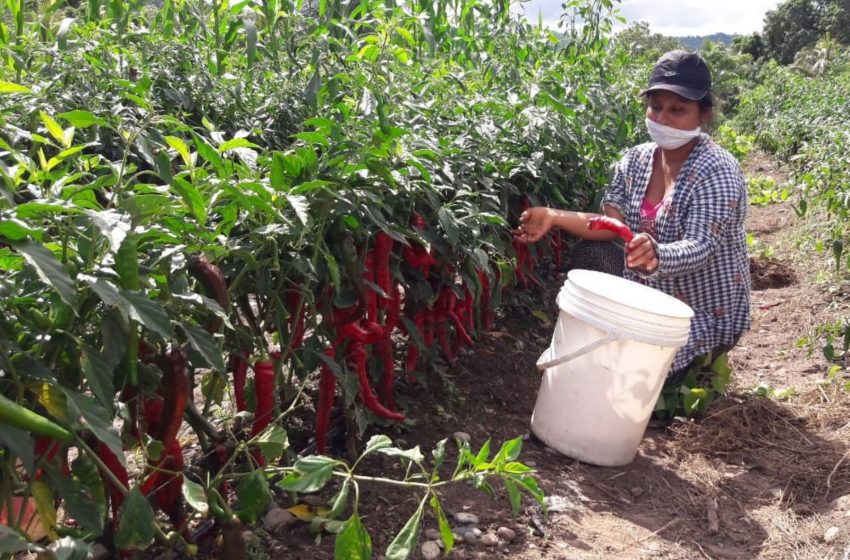  San Martín: productores apuestan por el cultivo de ají cayena y habanero