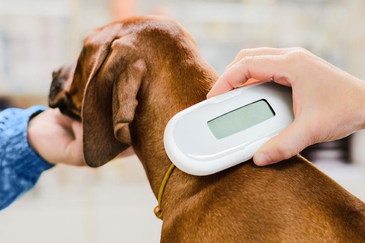  Perros deberán llevar microchip obligatoriamente en China desde este año