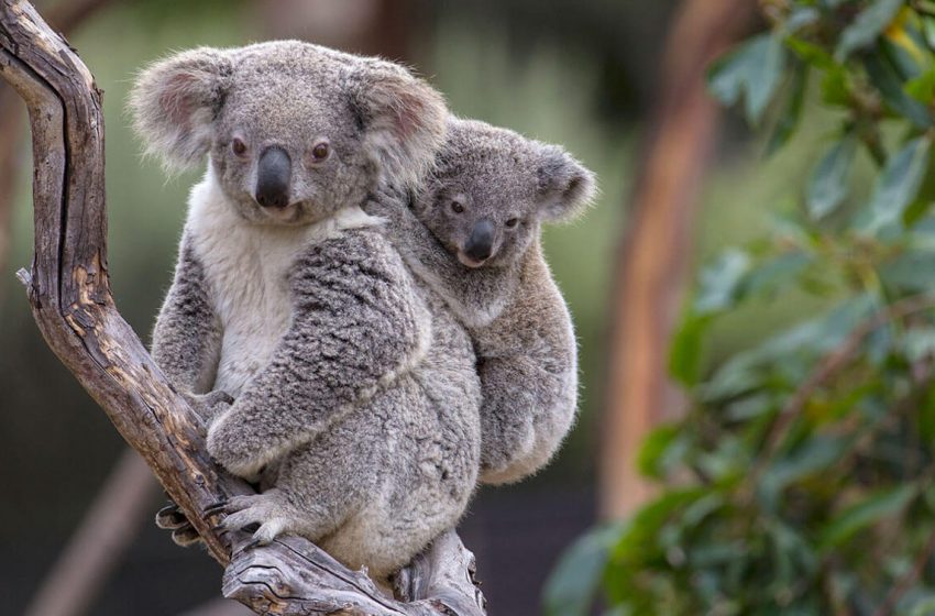  Koalas australianos en probable amenaza de extinción