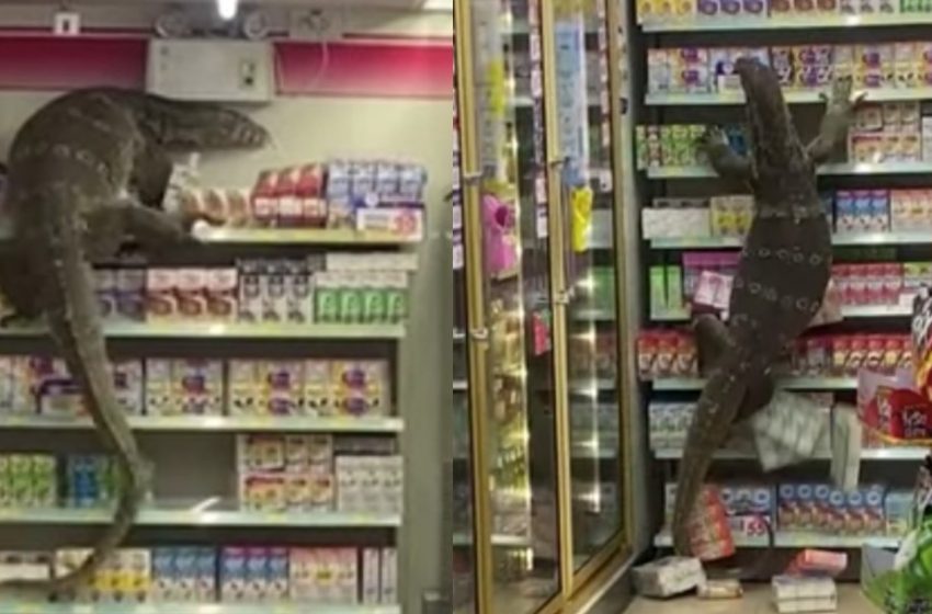  Tailandia: Lagarto gigante causa destrozos en un supermercado [VIDEO]