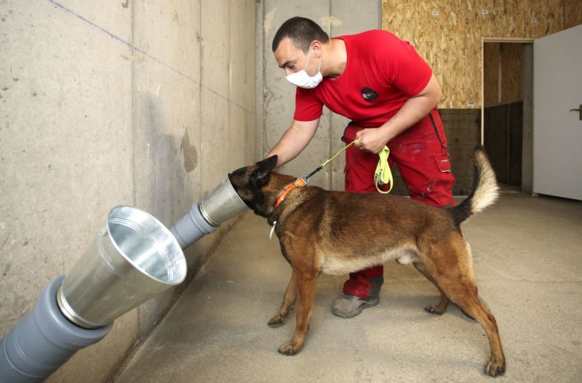  Perros pueden detectar a personas con Covid-19