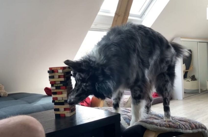  Perro sorprende al jugar «Jenga» con su dueño [VIDEO]