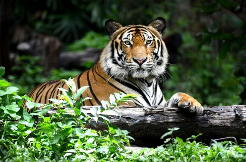  China: Dos tigres fueron abatidos en un zoológico después de matar a un guardián