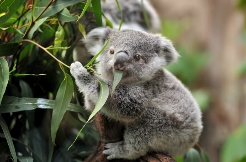 Australia: Investigadores implantaran reconocimiento facial a koalas