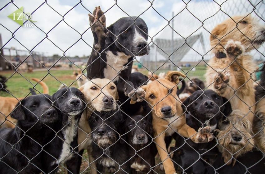  Congreso de la República aprueba ley «Cuatro Patas»