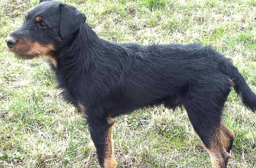  Perro perdido recorrió 380 kilómetros para volver a su casa
